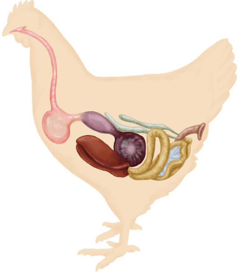 The Digestive System Backyard Poultry